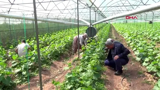 ANTALYA Kumlucalı sera üreticisine koronavirüs molası yok ANTALYA Kumlucalı sera üreticisine koronavirüs molası yok