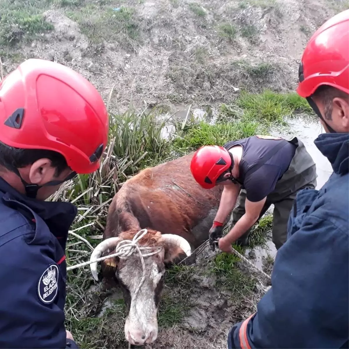 Bataklığa saplanan inek kurtarıldı