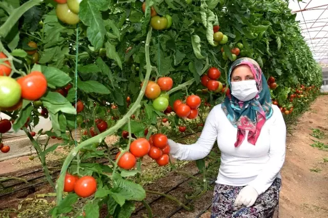 Herkes eve kapandı onların iş yükü arttı, bebekleriyle seralara taşındılar Herkes eve kapandı onların iş yükü arttı, bebekleriyle seralara taşındılar