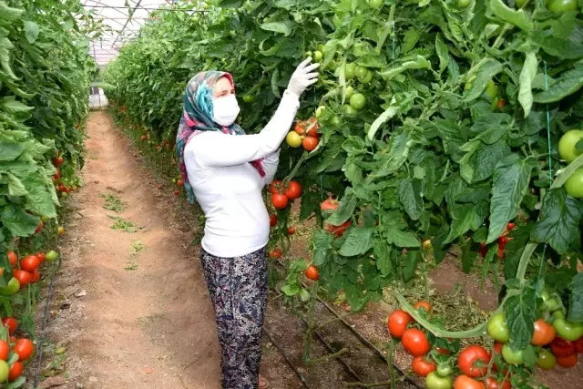 Herkes eve kapandı onların iş yükü arttı, bebekleriyle seralara taşındılar Herkes eve kapandı onların iş yükü arttı, bebekleriyle seralara taşındılar