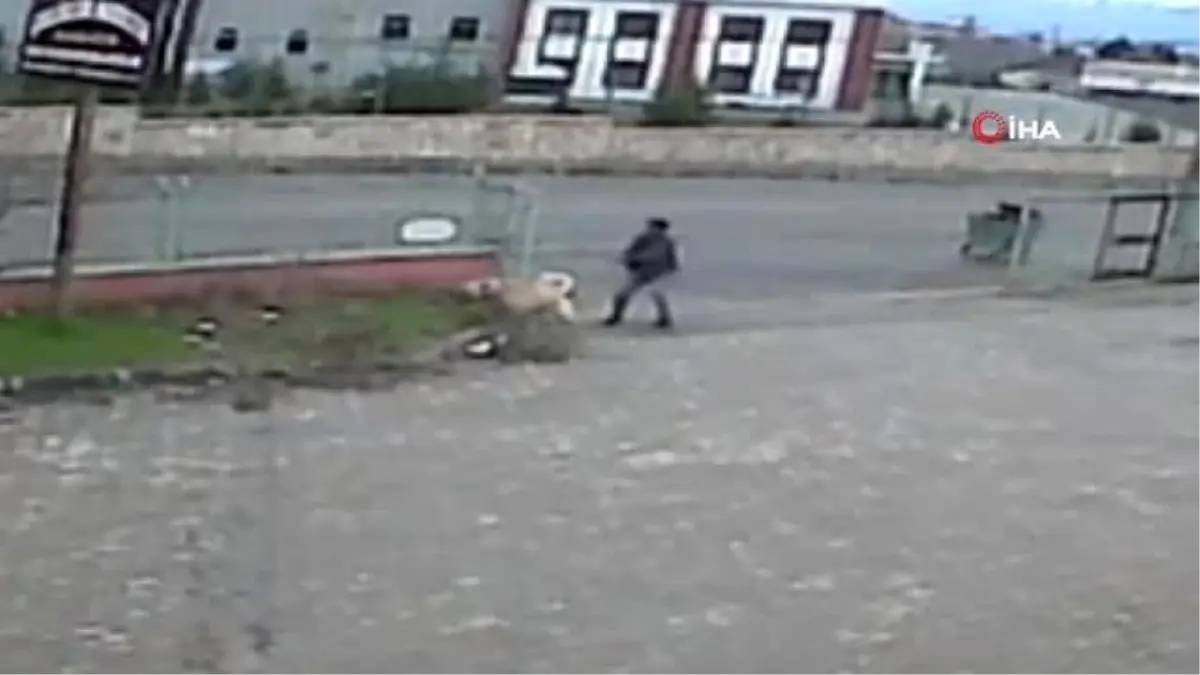 Köpeğe, köpekle işkence etti...O anlar kamerada