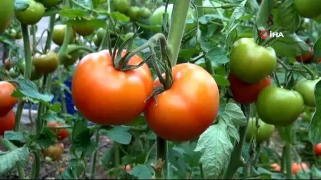 Koronavirüs domatesin kilosunu 1 liraya kadar düşürdü Koronavirüs domatesin kilosunu 1 liraya kadar düşürdü