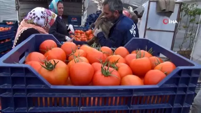 Koronavirüs domatesin kilosunu 1 liraya kadar düşürdü Koronavirüs domatesin kilosunu 1 liraya kadar düşürdü
