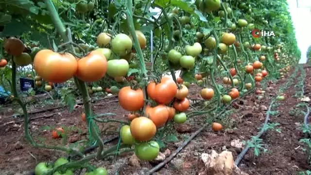 Koronavirüs domatesin kilosunu 1 liraya kadar düşürdü Koronavirüs domatesin kilosunu 1 liraya kadar düşürdü