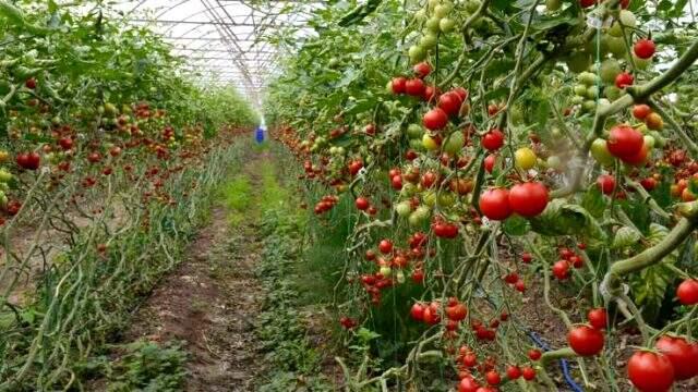 Koronavirüs domatesin kilosunu 1 liraya kadar düşürdü