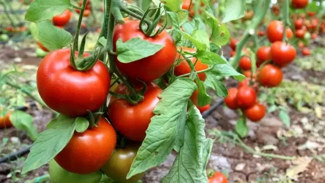 Koronavirüs domatesin kilosunu 1 liraya kadar düşürdü Koronavirüs domatesin kilosunu 1 liraya kadar düşürdü