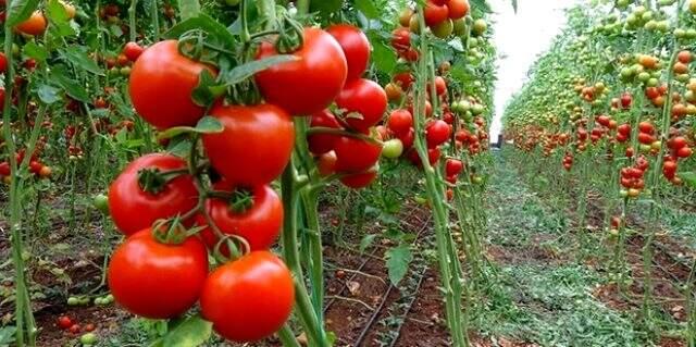 Koronavirüs domatesin kilosunu 1 liraya kadar düşürdü