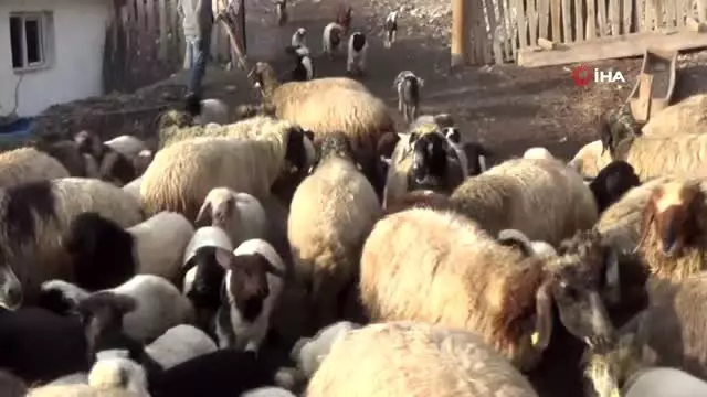 Kuzuların, anneleriyle buluşması renkli görüntüler oluşturdu Kuzuların, anneleriyle buluşması renkli görüntüler oluşturdu