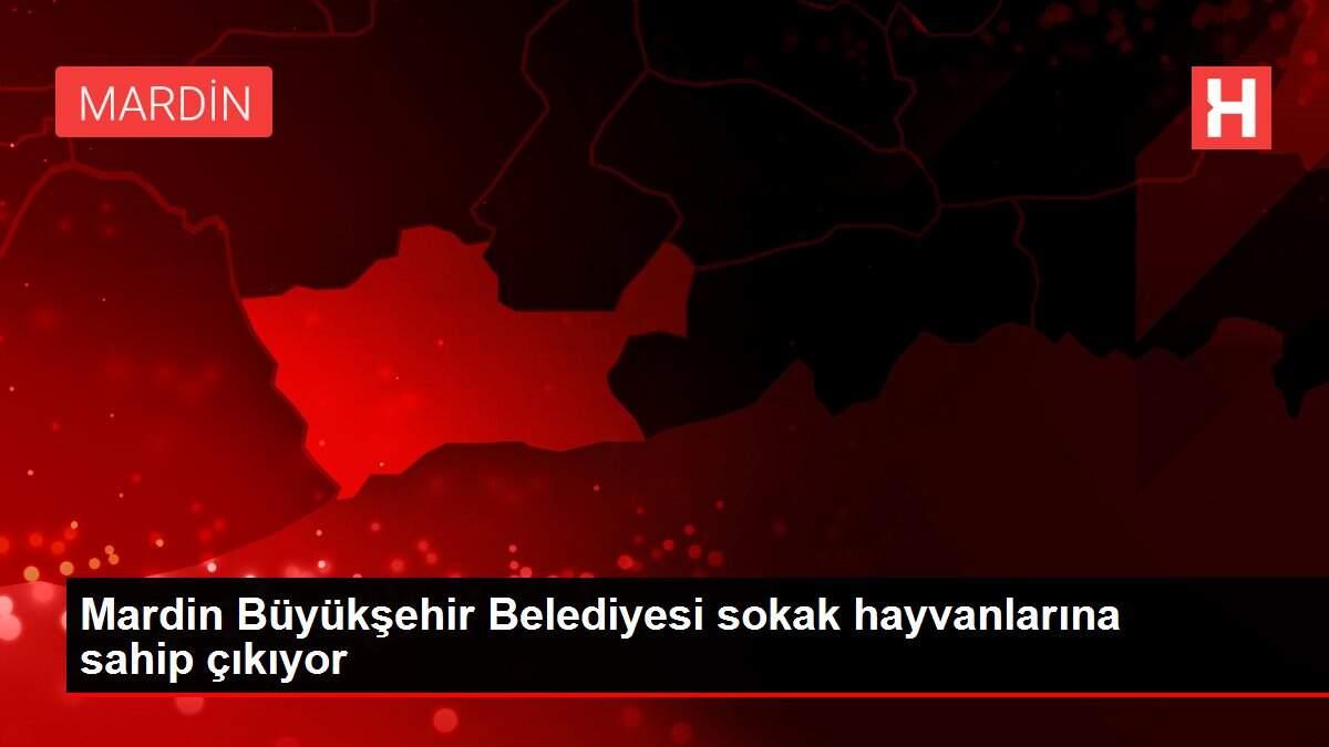 Mardin Büyükşehir Belediyesi sokak hayvanlarına sahip çıkıyor
