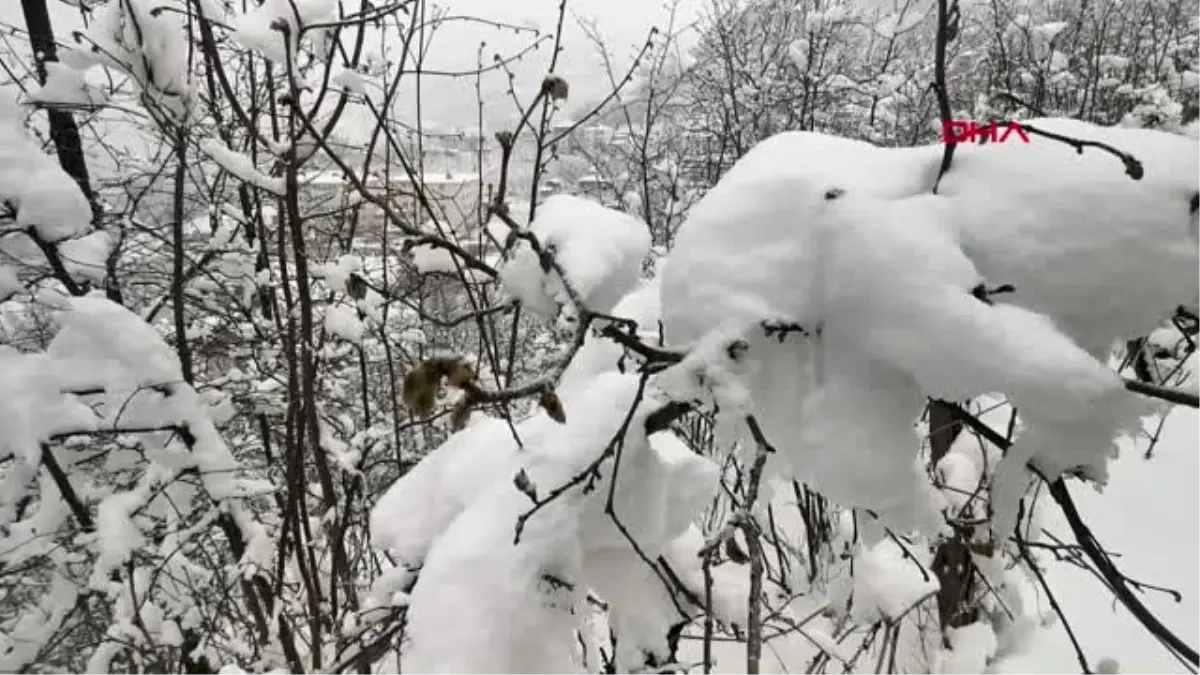 ORDU Fındıkta üreticiye iyi haber; baharda kar zirai dona dönüşmedi