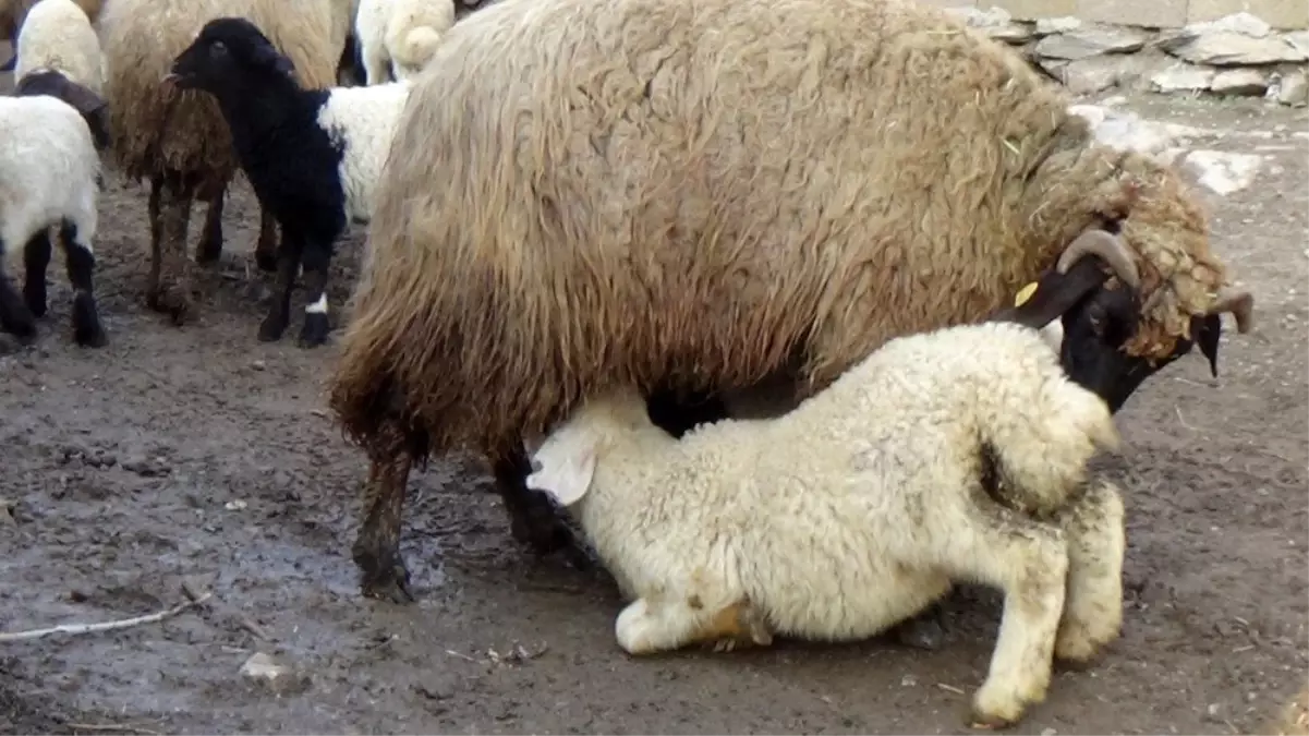 (Özel) Hakkari'de kuzulama dönemi başladı
