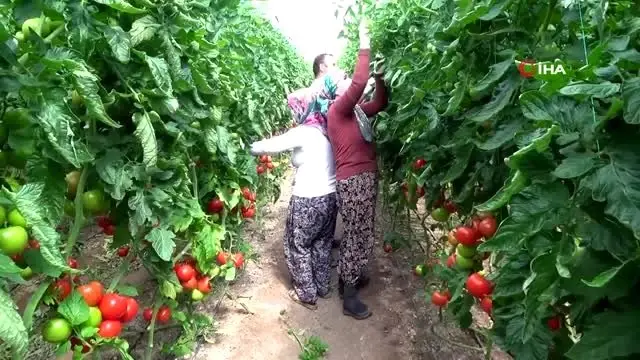 Virüs tatili yapmadılar, bebekleriyle seraya taşındılar
