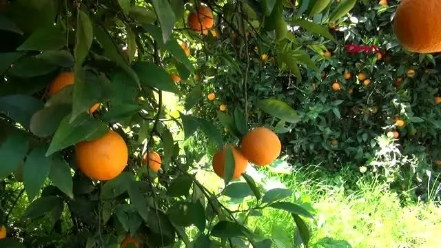 ANTALYA KORONAVİRÜS SALGININDA NARENCİYE ÜRÜNLERİNE YOĞUN TALEP ANTALYA KORONAVİRÜS SALGININDA NARENCİYE ÜRÜNLERİNE YOĞUN TALEP