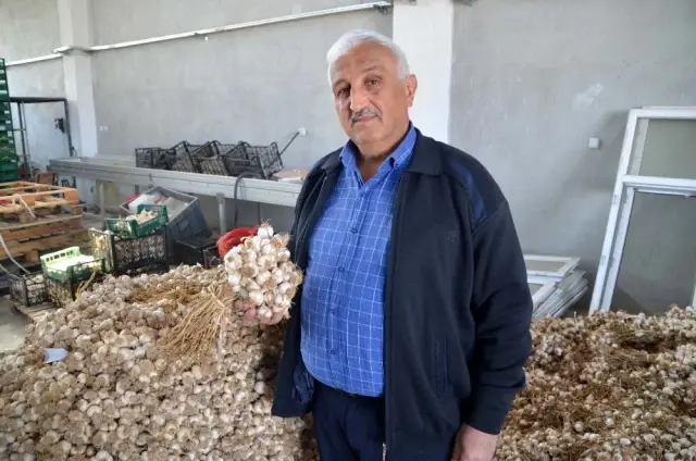 Bağışıklığı güçlendiren Kastamonu sarımsağı son 50 yılın en yüksek fiyatlarını gördü Bağışıklığı güçlendiren Kastamonu sarımsağı son 50 yılın en yüksek fiyatlarını gördü
