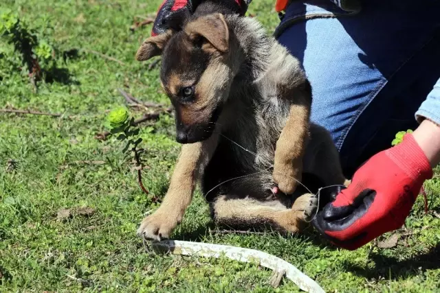 Ekipler, yavru köpekler için seferber oldu Ekipler, yavru köpekler için seferber oldu