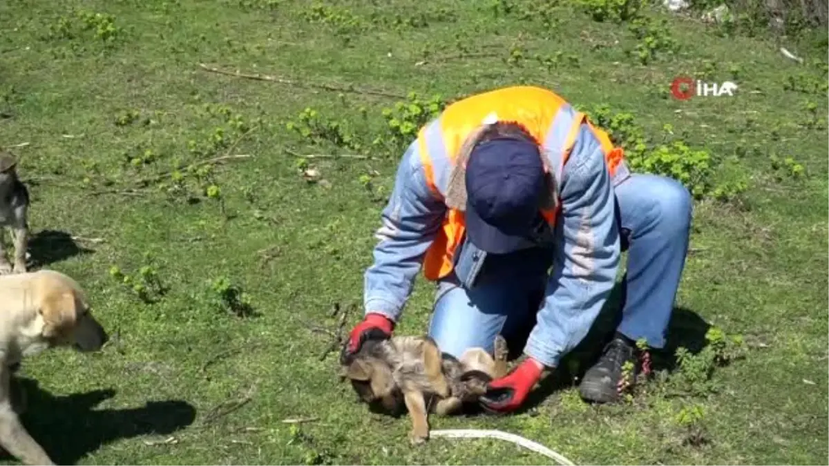 Ekipler, yavru köpekler için seferber oldu