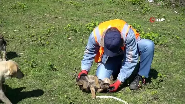 Ekipler, yavru köpekler için seferber oldu Ekipler, yavru köpekler için seferber oldu