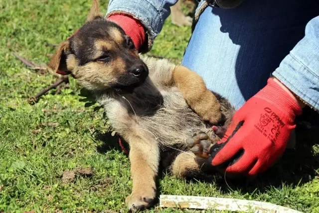 Ekipler, yavru köpekler için seferber oldu Ekipler, yavru köpekler için seferber oldu