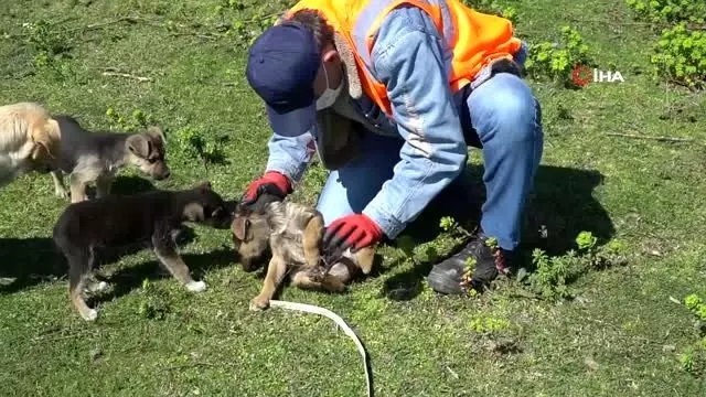 Ekipler, yavru köpekler için seferber oldu Ekipler, yavru köpekler için seferber oldu