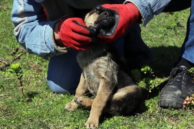 Ekipler, yavru köpekler için seferber oldu Ekipler, yavru köpekler için seferber oldu