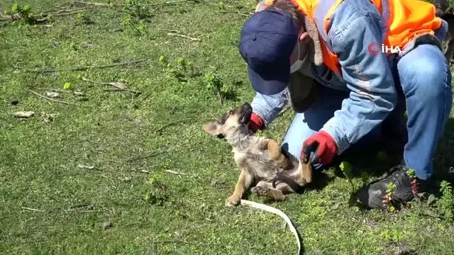 Ekipler, yavru köpekler için seferber oldu Ekipler, yavru köpekler için seferber oldu