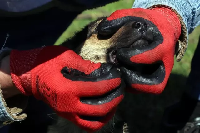 Ekipler, yavru köpekler için seferber oldu Ekipler, yavru köpekler için seferber oldu