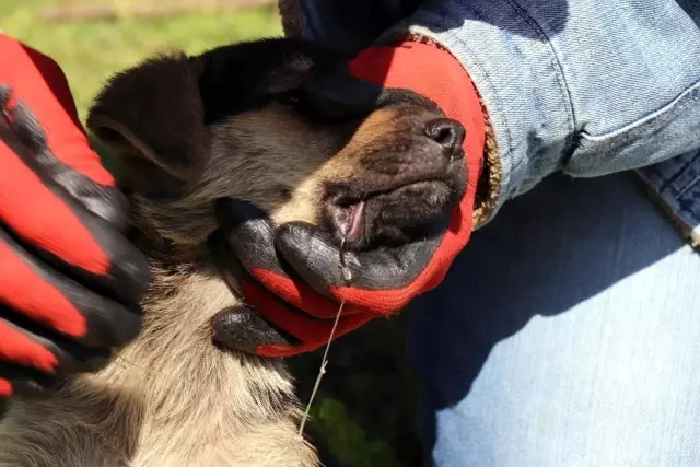 Ekipler, yavru köpekler için seferber oldu Ekipler, yavru köpekler için seferber oldu