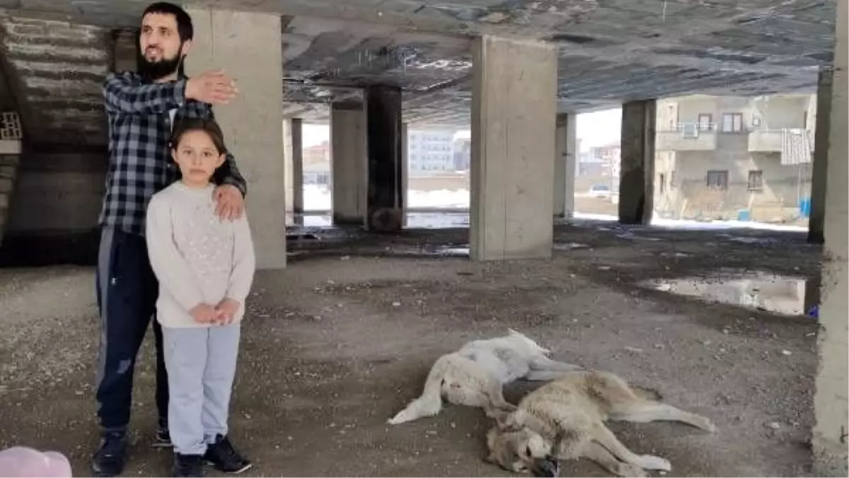 İnşaatın 5'inci kadında mahsur kalan köpekler kurtarıldı