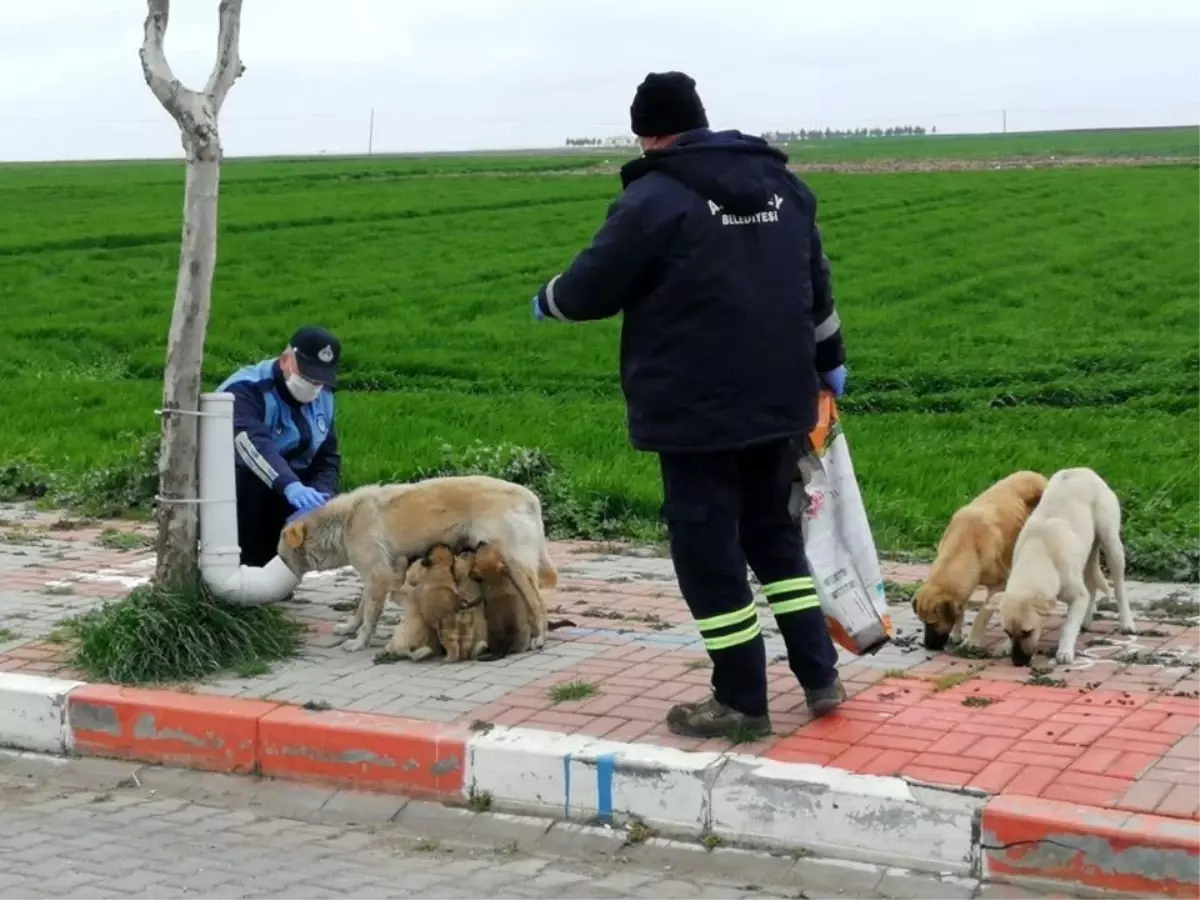 Kırklareli'de yürekleri ısıtan görüntü