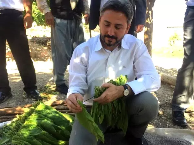 Milletvekili Aydın'dan tütün üreticilerine büyük müjde Milletvekili Aydın'dan tütün üreticilerine büyük müjde