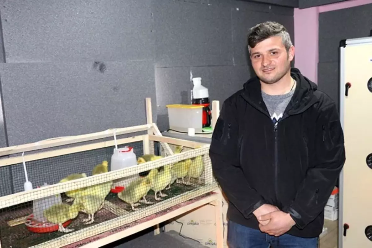 Ordu'da 40 çiftçiye 4 bin kaz dağıtıldı