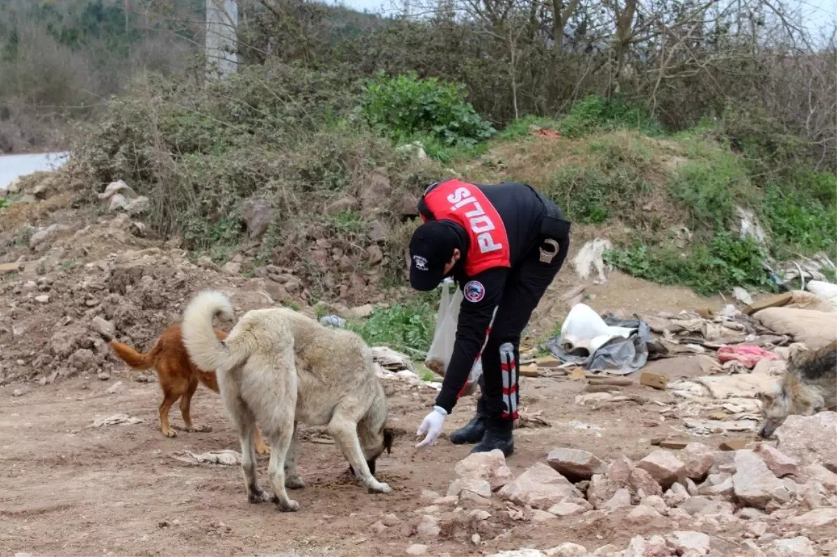 Polisler sokak hayvanlarına mama bıraktı