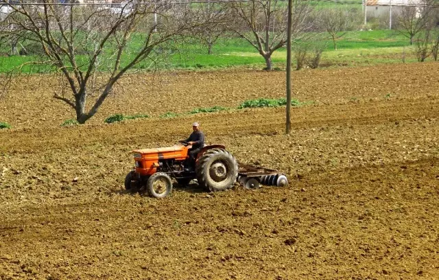 Yasakla birlikte, Aydın'da tarım arazilerinin çehresi değişti Yasakla birlikte, Aydın'da tarım arazilerinin çehresi değişti