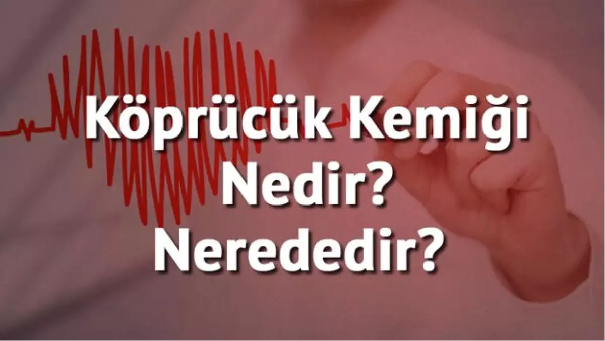 Köprücük Kemiği Nedir? Nerededir? Köprücük Kemiği Kırığı ve Tedavisi