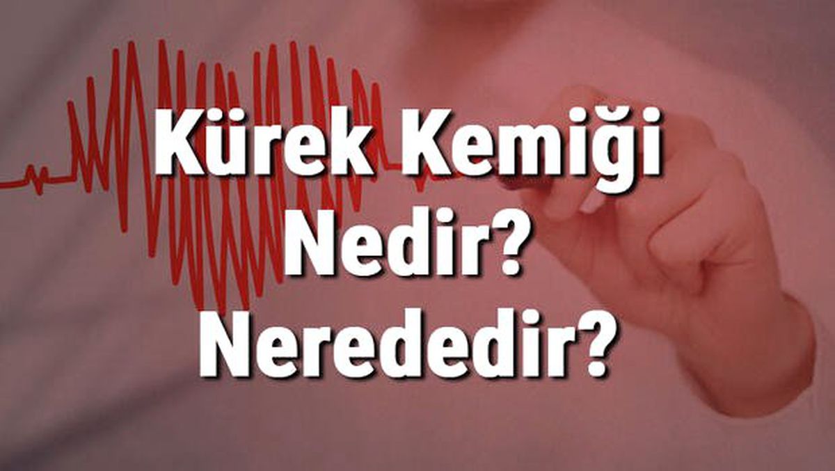 Kürek Kemiği Nedir? Nerededir? Kürek Kemiği Ağrısı, Kırığı ve Tedavisi