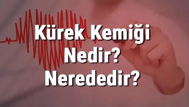 Kürek Kemiği Nedir? Nerededir? Kürek Kemiği Ağrısı, Kırığı ve Tedavisi Kürek Kemiği Nedir? Nerededir? Kürek Kemiği Ağrısı, Kırığı ve Tedavisi