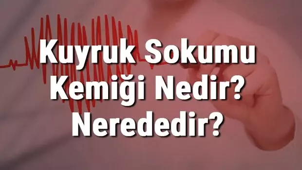 Kuyruk Sokumu Kemiği Nedir? Nerededir? Kuyruk Sokumu Kemiği Ağrısı ve Tedavisi Kuyruk Sokumu Kemiği Nedir? Nerededir? Kuyruk Sokumu Kemiği Ağrısı ve Tedavisi