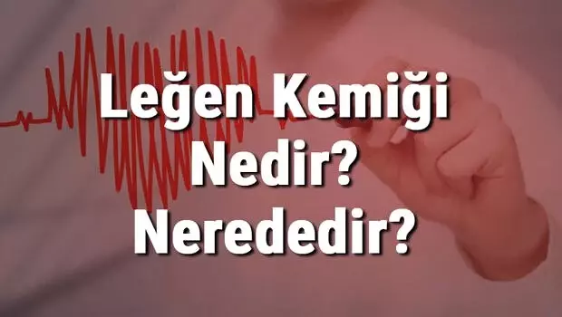 Leğen Kemiği Nedir? Nerededir? Leğen Kemiği Ağrısı, Kırığı ve Tedavisi Leğen Kemiği Nedir? Nerededir? Leğen Kemiği Ağrısı, Kırığı ve Tedavisi