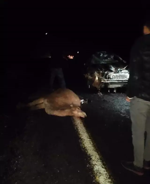 Otomobil deve sürüsünün arasına daldı: 4 deve telef oldu Otomobil deve sürüsünün arasına daldı: 4 deve telef oldu