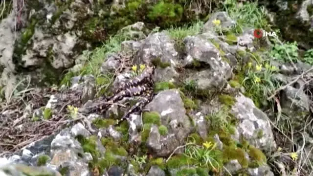 Tunceli'de Benekli Anadolu Semenderi ailesi görüntülendi