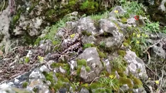 Tunceli'de Benekli Anadolu Semenderi ailesi görüntülendi