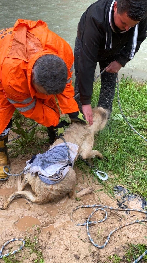 Vadide sel sularıyla mahsur kalan 2 köpek ve 3 kedi kurtarıldı Haber