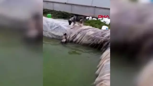 ANTALYA Havuza düşen köpeği, kardeşinin kurtarma çabası kamerada ANTALYA Havuza düşen köpeği, kardeşinin kurtarma çabası kamerada