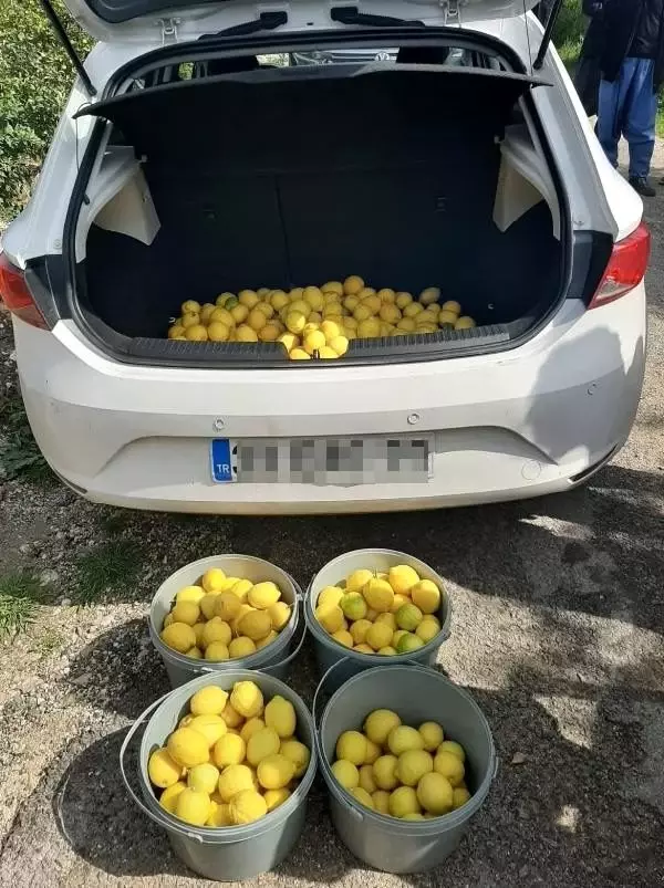 Erdemli'de limon hırsızları yakalandı