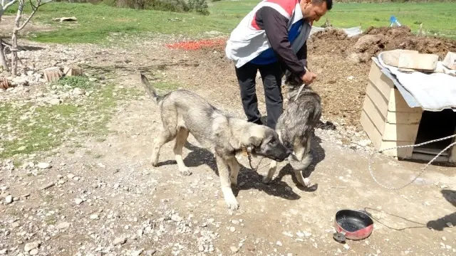 Yağmur suyu havuzuna düşen kangal köpeği, boynundan tutarak çeken kardeşi kurtardı Yağmur suyu havuzuna düşen kangal köpeği, boynundan tutarak çeken kardeşi kurtardı