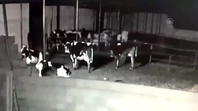 15 büyükbaş hayvanı çaldıkları iddiasıyla yakalanan 7 şüpheli tutuklandı 15 büyükbaş hayvanı çaldıkları iddiasıyla yakalanan 7 şüpheli tutuklandı