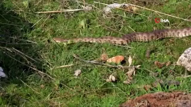 Burdur'da bulunan Koca Engerek Şanlıurfa bozkırlarında doğaya bırakıldı Burdur'da bulunan Koca Engerek Şanlıurfa bozkırlarında doğaya bırakıldı