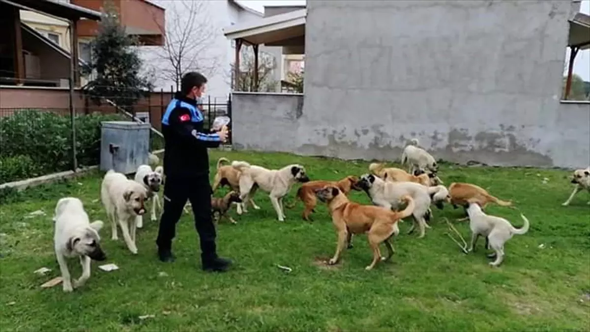 Enez'de sokak hayvanları unutulmadı