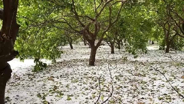 Mersin'de dolu yağışı tarım arazilerini vurdu Mersin'de dolu yağışı tarım arazilerini vurdu