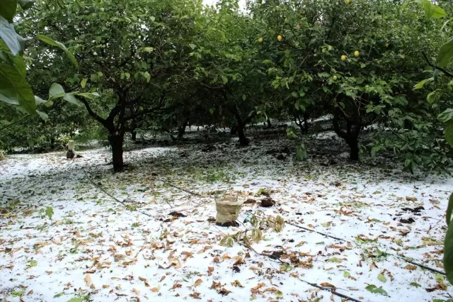 Mersin'de dolu tarım arazilerine zarar verdi Mersin'de dolu tarım arazilerine zarar verdi